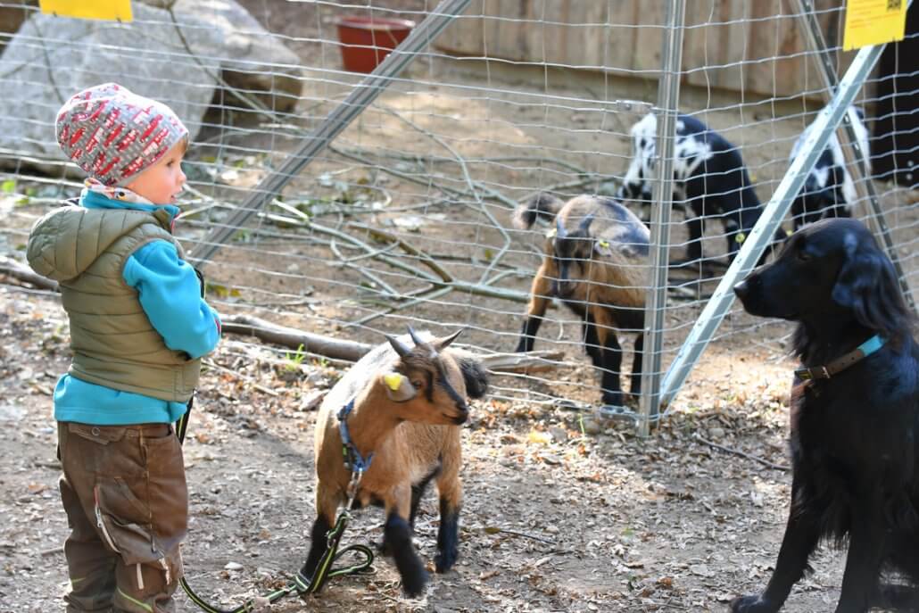 Ein Kind steht vor einem Gehege mit Ziegen und hat eine kleine Ziege an der Leine.