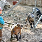 Ein Kind steht vor einem Gehege mit Ziegen und hat eine kleine Ziege an der Leine.